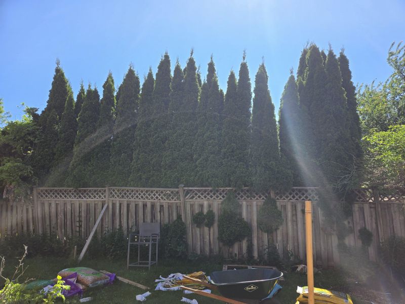 When A Neighbor's Tree Starts Blocking Garden Sunlight