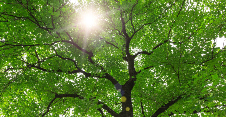 tree (featured image)