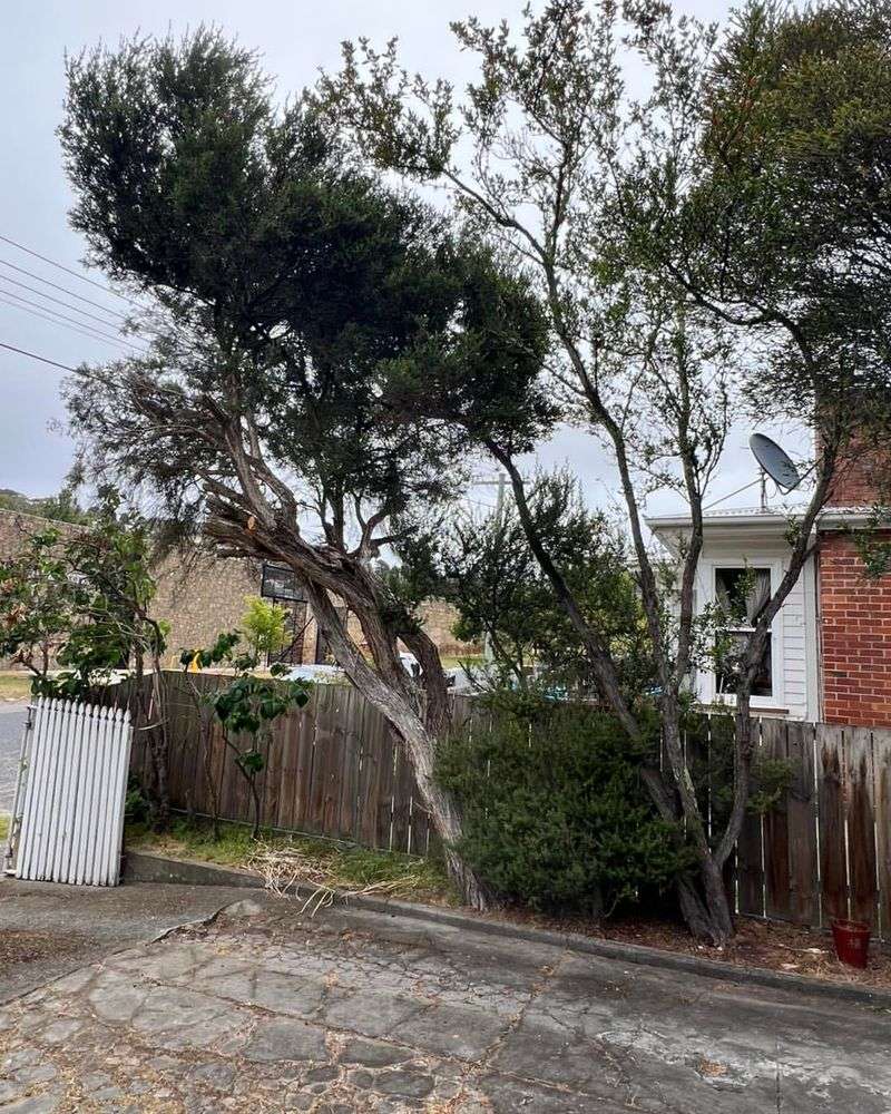 Why Pest Spread From A Neighbor's Tree Is Usually Not Automatic Liability