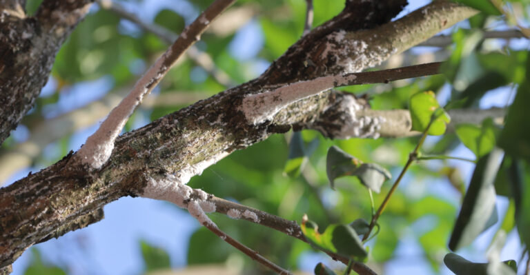 tree (featured image)