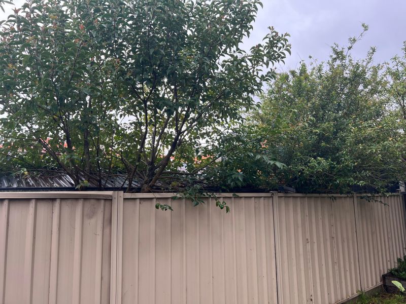 Overhanging Branches And Property Lines