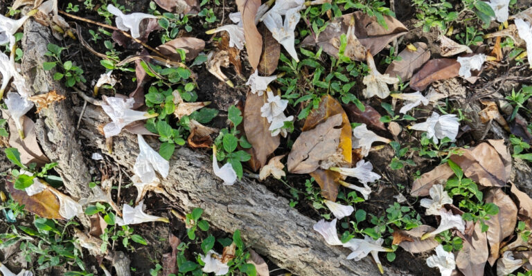 leaves (featured image)