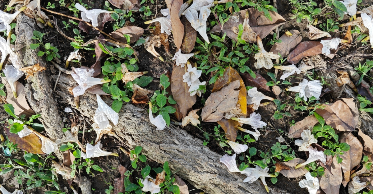 Who Pays When Your Neighbor’s Tree Drops Leaves In Your Yard In Wisconsin?