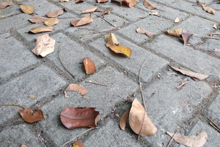 fall leaves on pathway