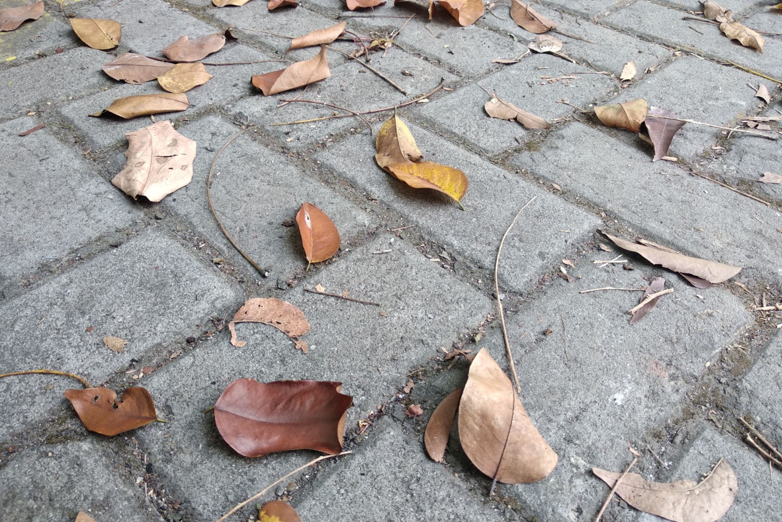 Who&rsquo;s Liable When Leaves Blow Over From A Neighbor&rsquo;s Tree In Kentucky