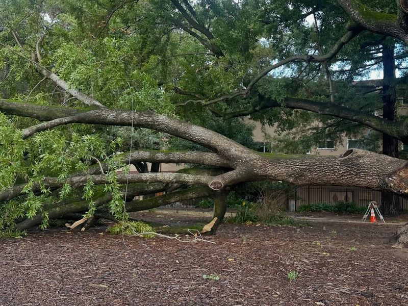 The Tree Owner Is Not Automatically Responsible
