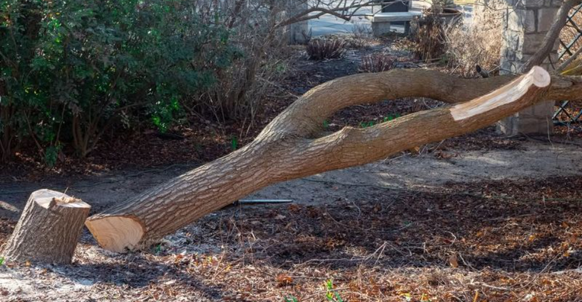 fallen tree in yard