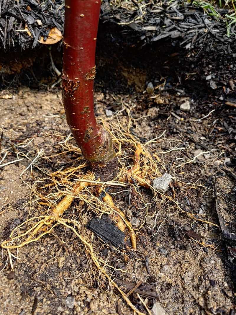 How This Change Improves Roots And Soil Health