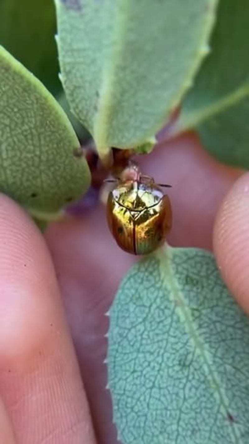 What The Golden Tortoise Beetle Actually Is
