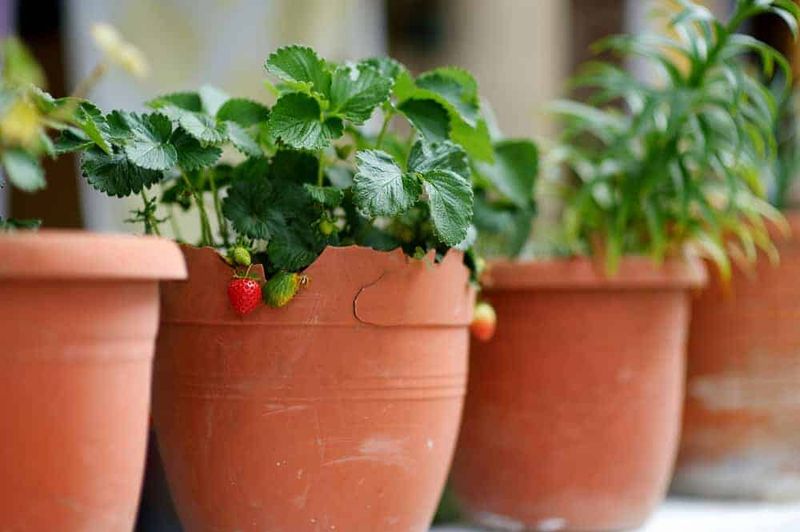 Indoor Strawberries Actually Thrive In Small NYC Apartments