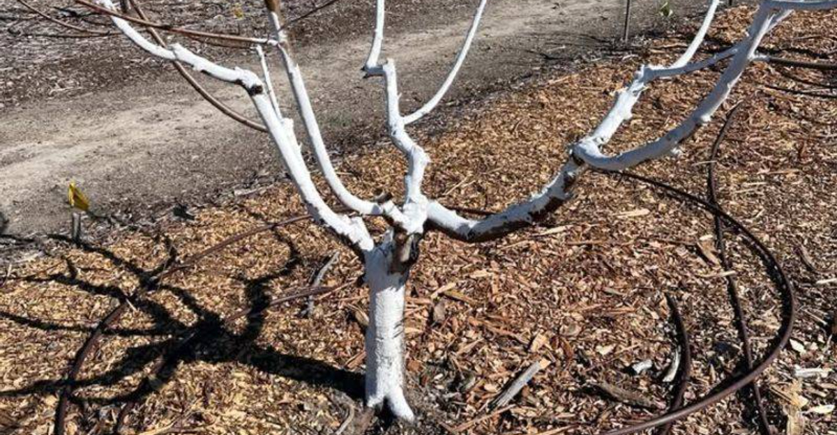 Why Arizona Gardeners Paint Fruit Trees Before Spring, And When You Should Too