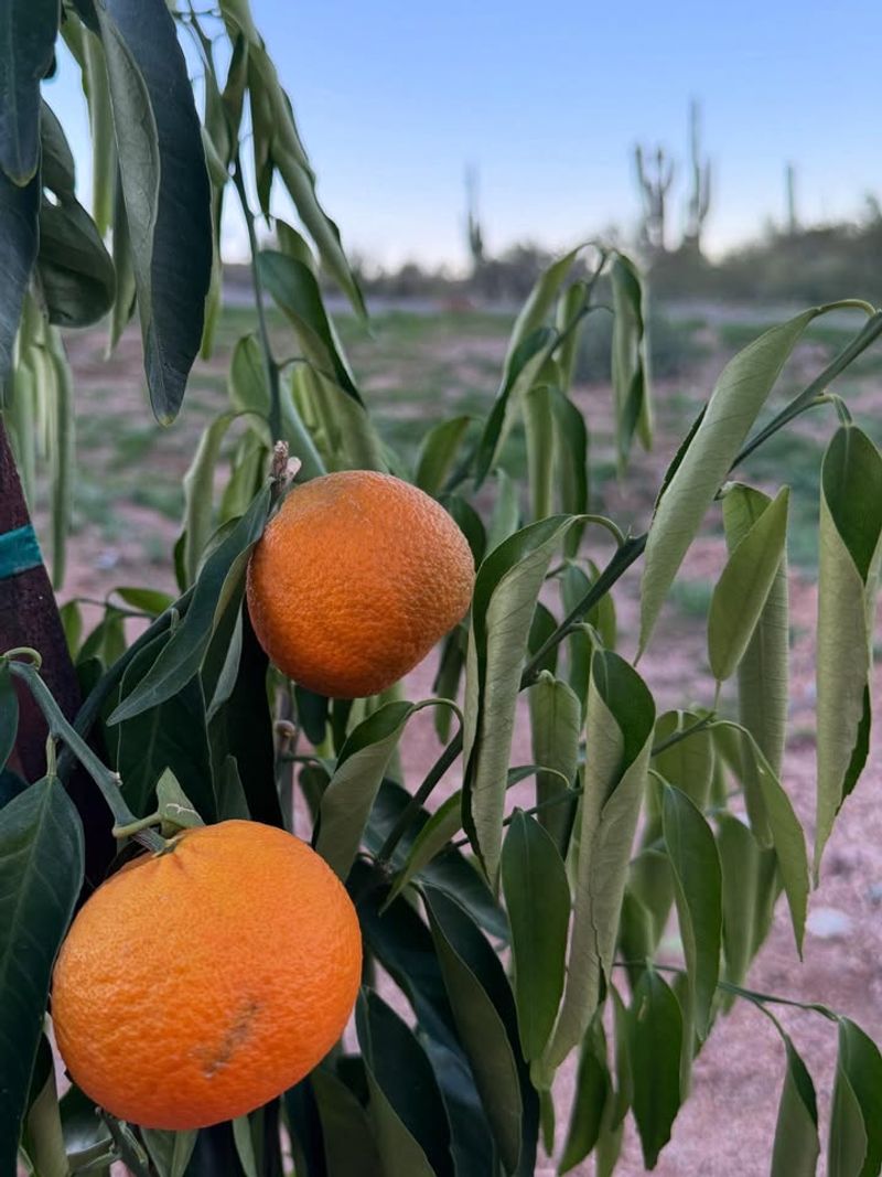 Which Trees Still Need Water During Winter