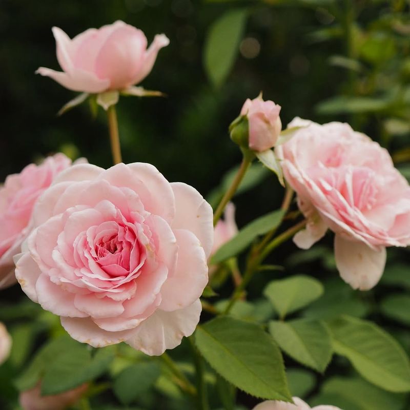 Earth-Kind® Roses That Thrive In Heat And Humidity
