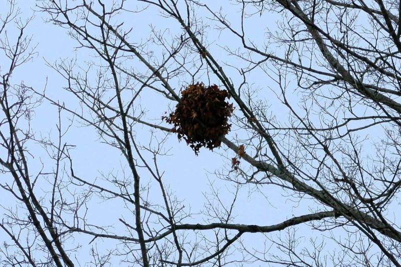 Why Louisiana Trees Often Have Several Of Them