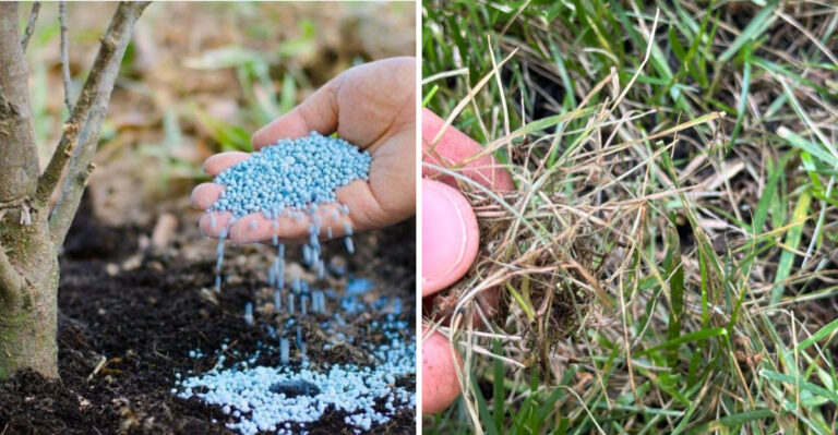 blue synthetic fertilizer and brown grass tips