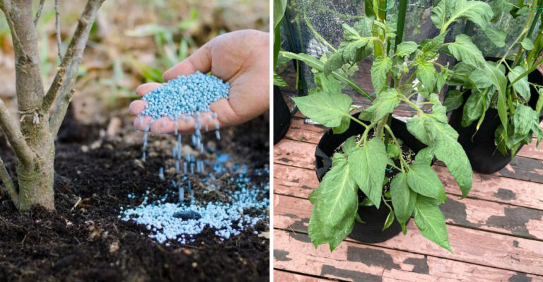 blue fertilizer and overfertilized tomato plant