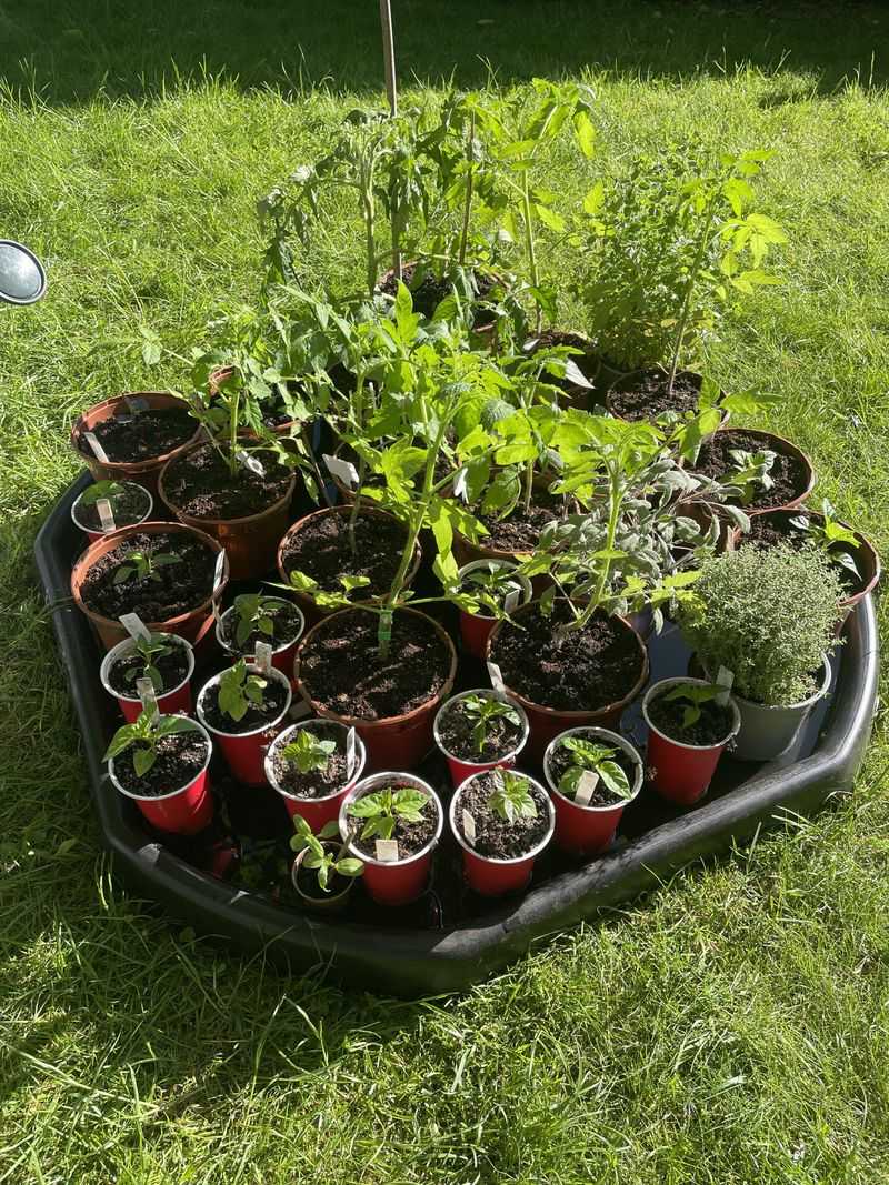 How To Bottom Water Seed Trays The Right Way