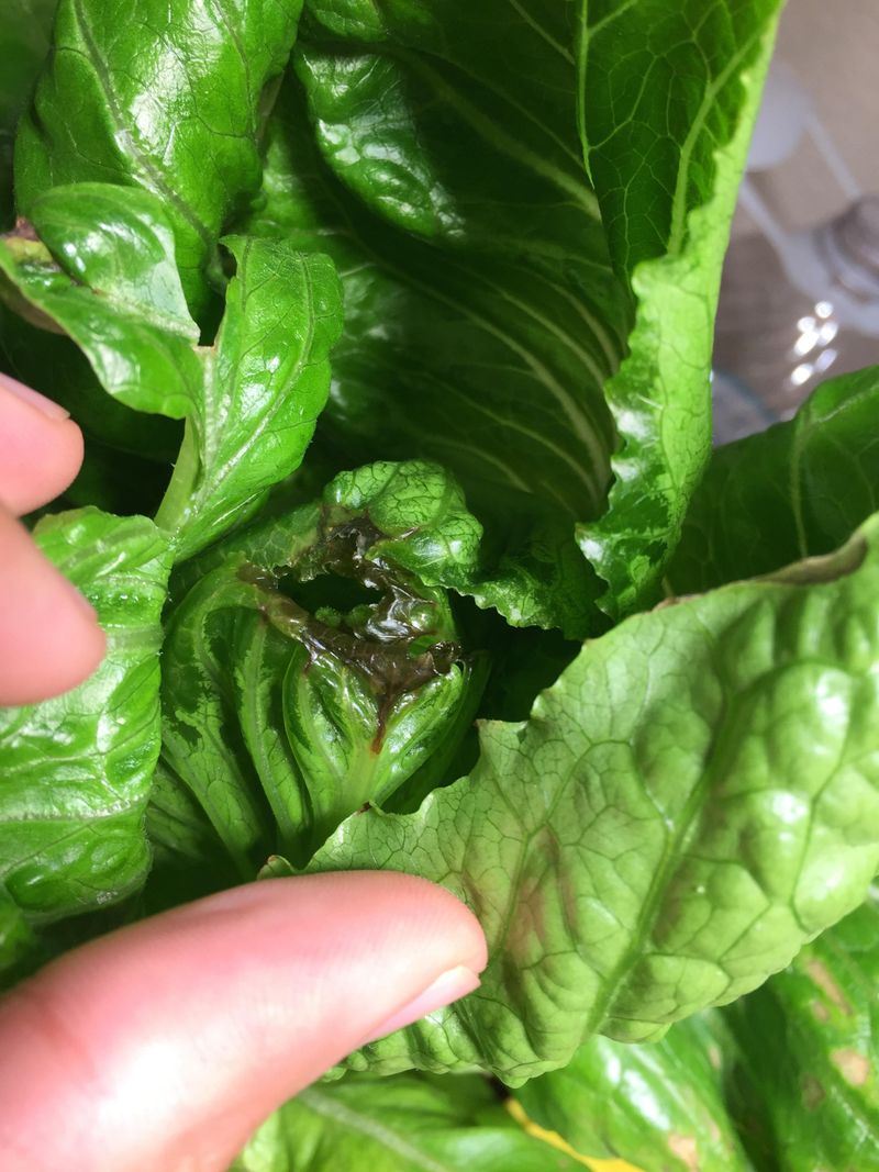 How Calcium Helps Reduce Leaf Disorders