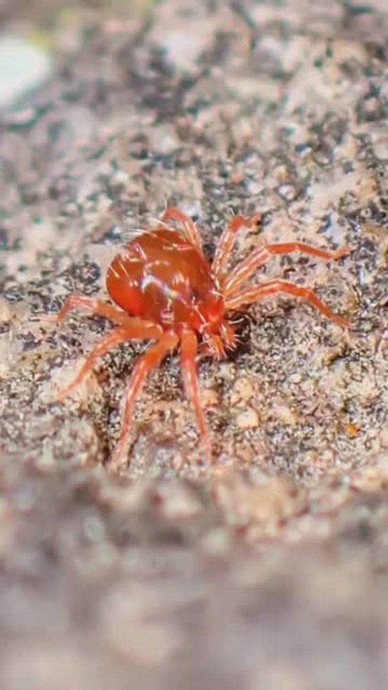 They're Completely Harmless Despite Their Appearance