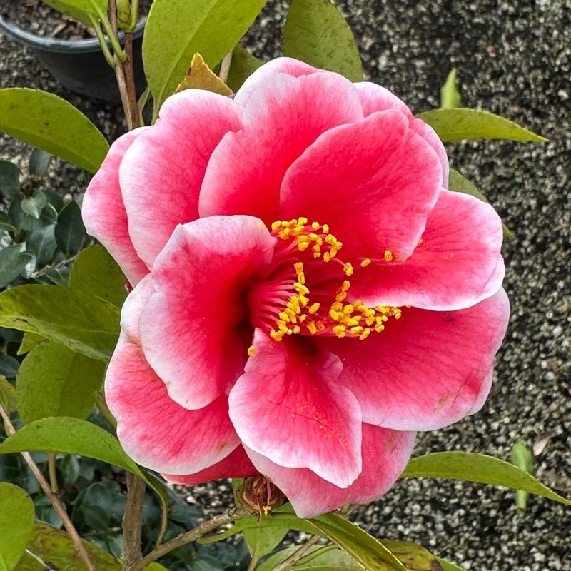 Blooms During the Coldest Months