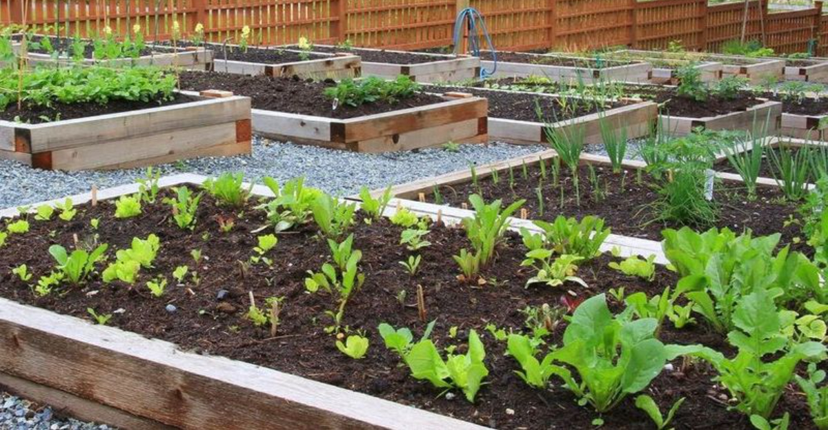 vegetable raised bed garden