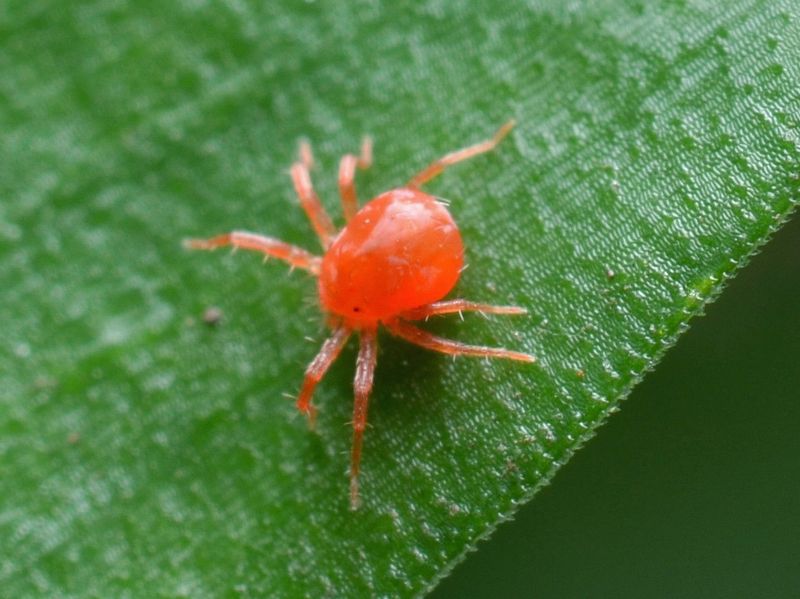 What Clover Mites Feed On Around Homes