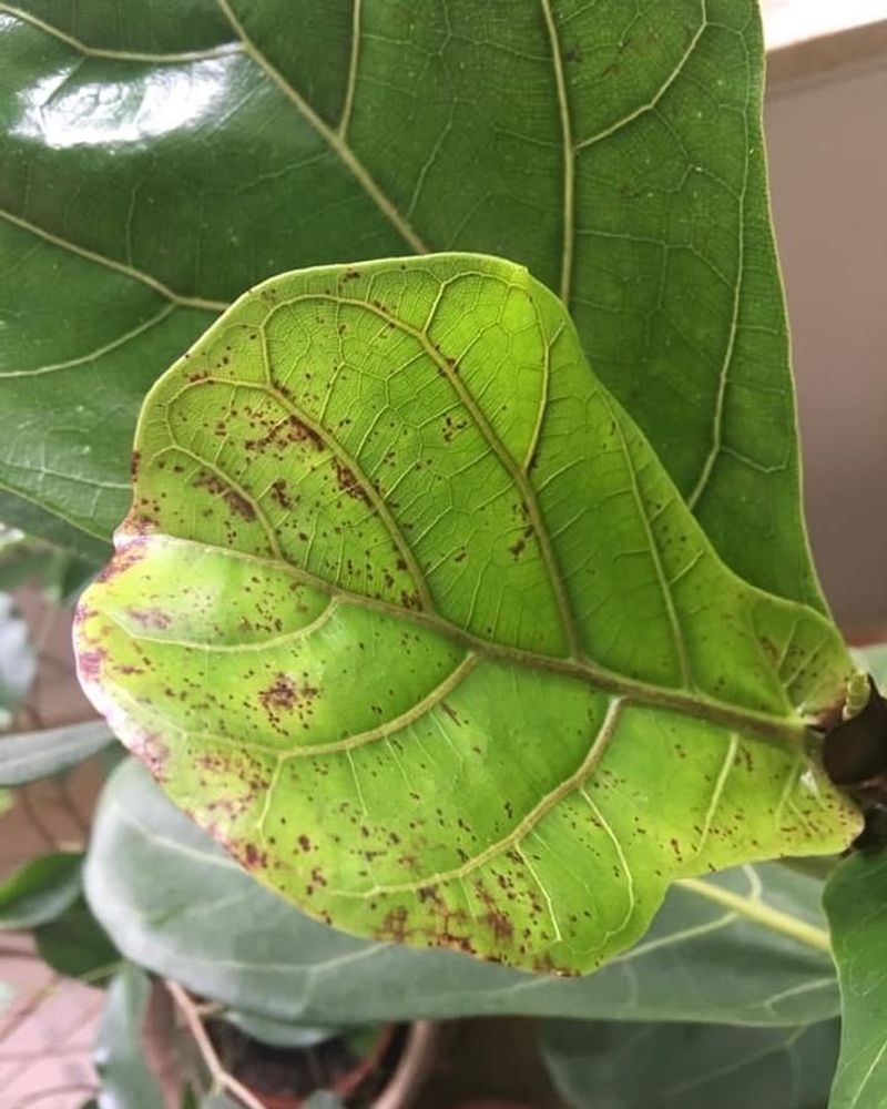 Spider Mites Thrive In Hot, Dry Conditions