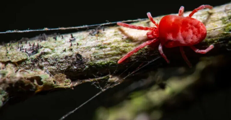 red spider mite