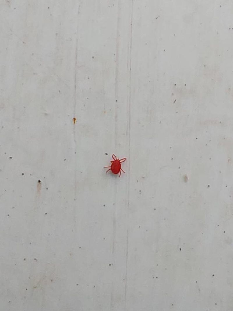 The Tiny Red Clusters Are Clover Mites