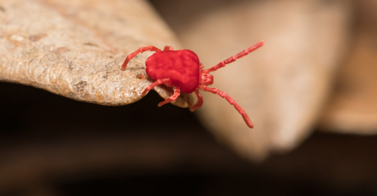 clover mites (featured image)
