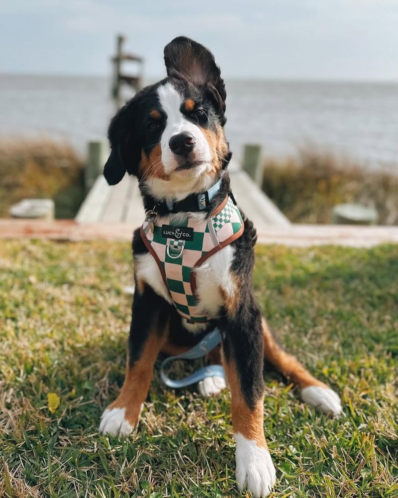 How This Sign Is Different From Dogs, Foxes, And Other Wildlife