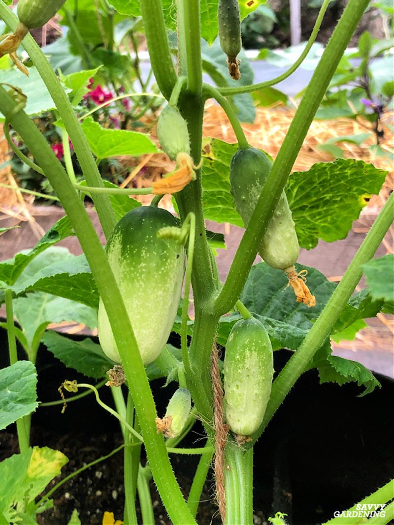 The Varieties Washington Gardeners Are Choosing For Indoors