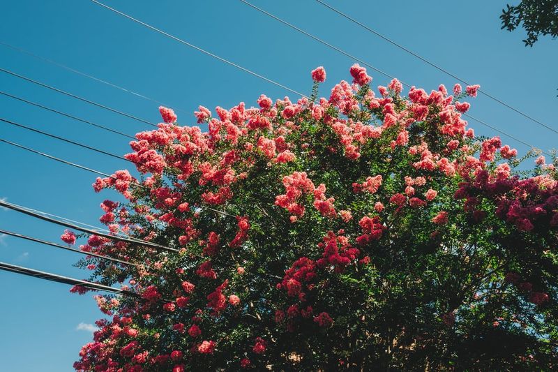 How Bloom Buds Form On New Growth