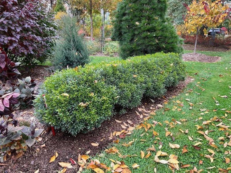 Boxwood