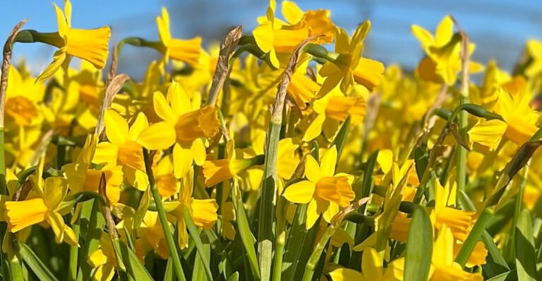 daffodils