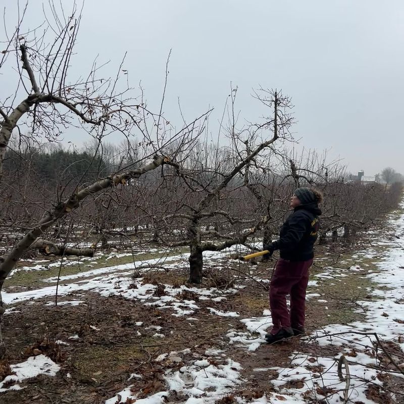 Why Eastern Oregon Winters Are Harder On Fruit Trees