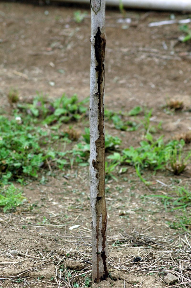 How Cold Temperatures Damage Buds And Bark