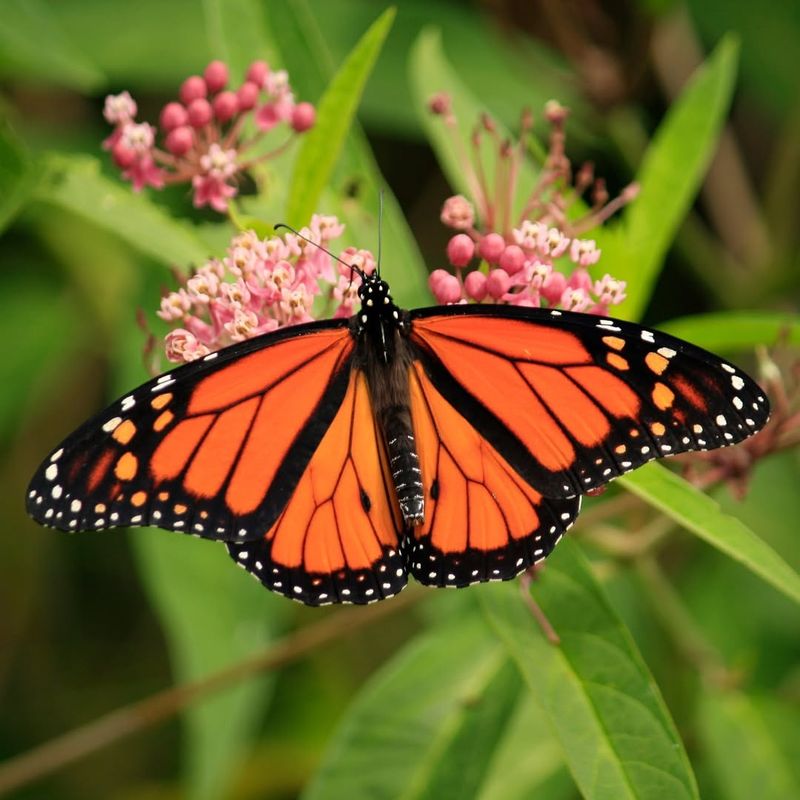 Monarch Butterflies Depend On Milkweed For Survival
