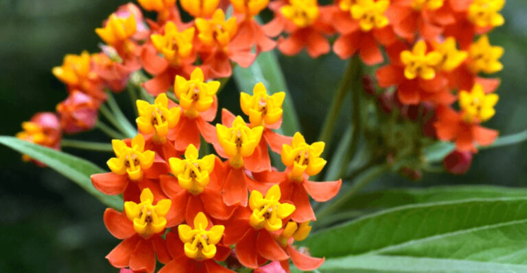 colorful milkweed plant