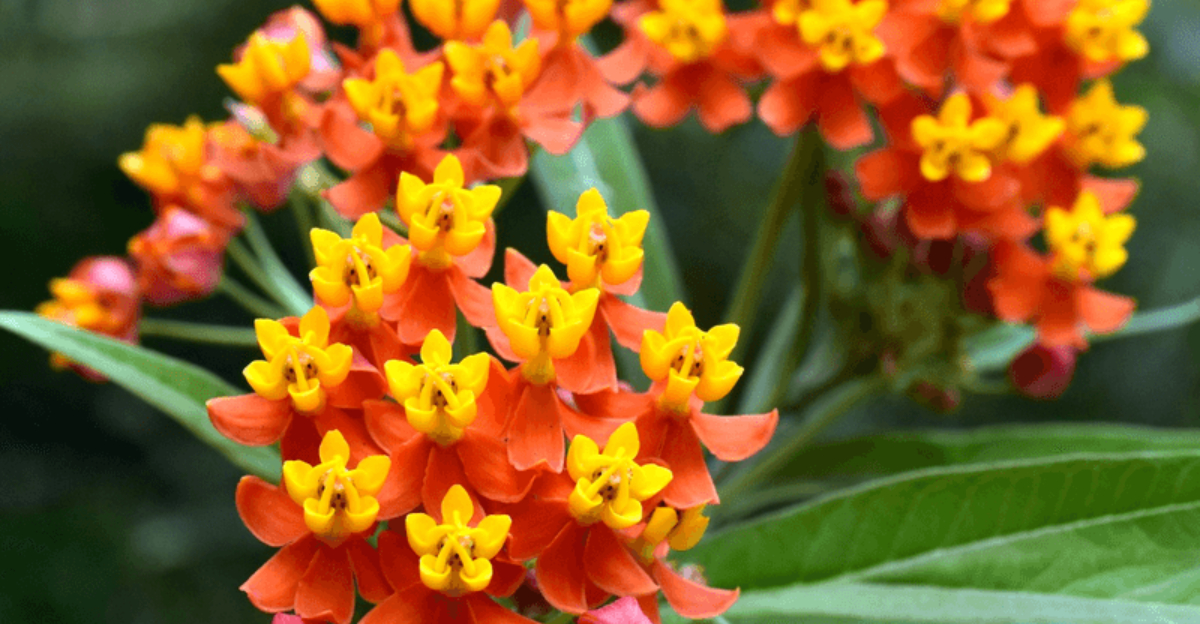 colorful milkweed plant