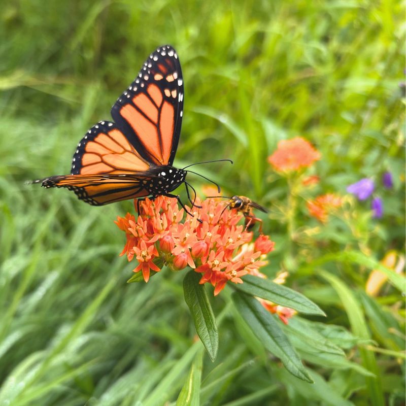 Monarch Butterflies Depend On Milkweed For Survival