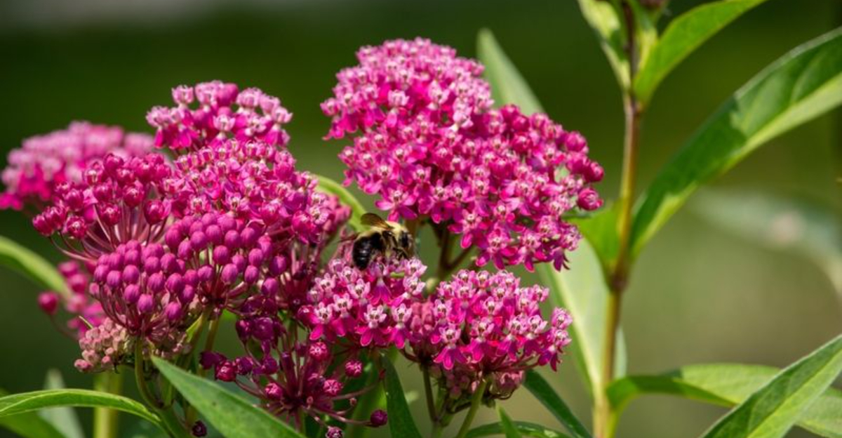 milkweed
