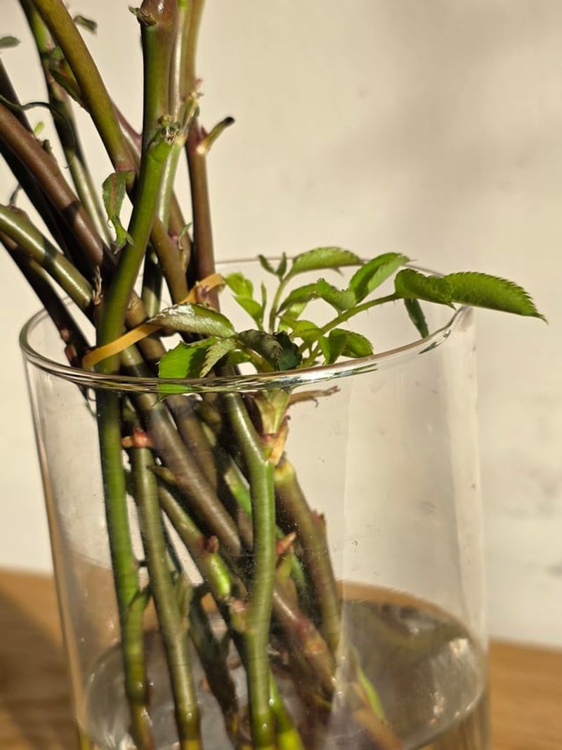 How Starting Now Reduces Stress On Young Rose Cuttings