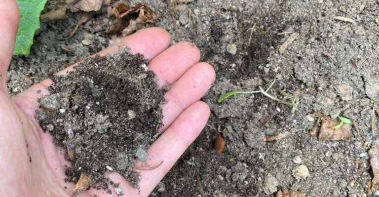 hand with soil