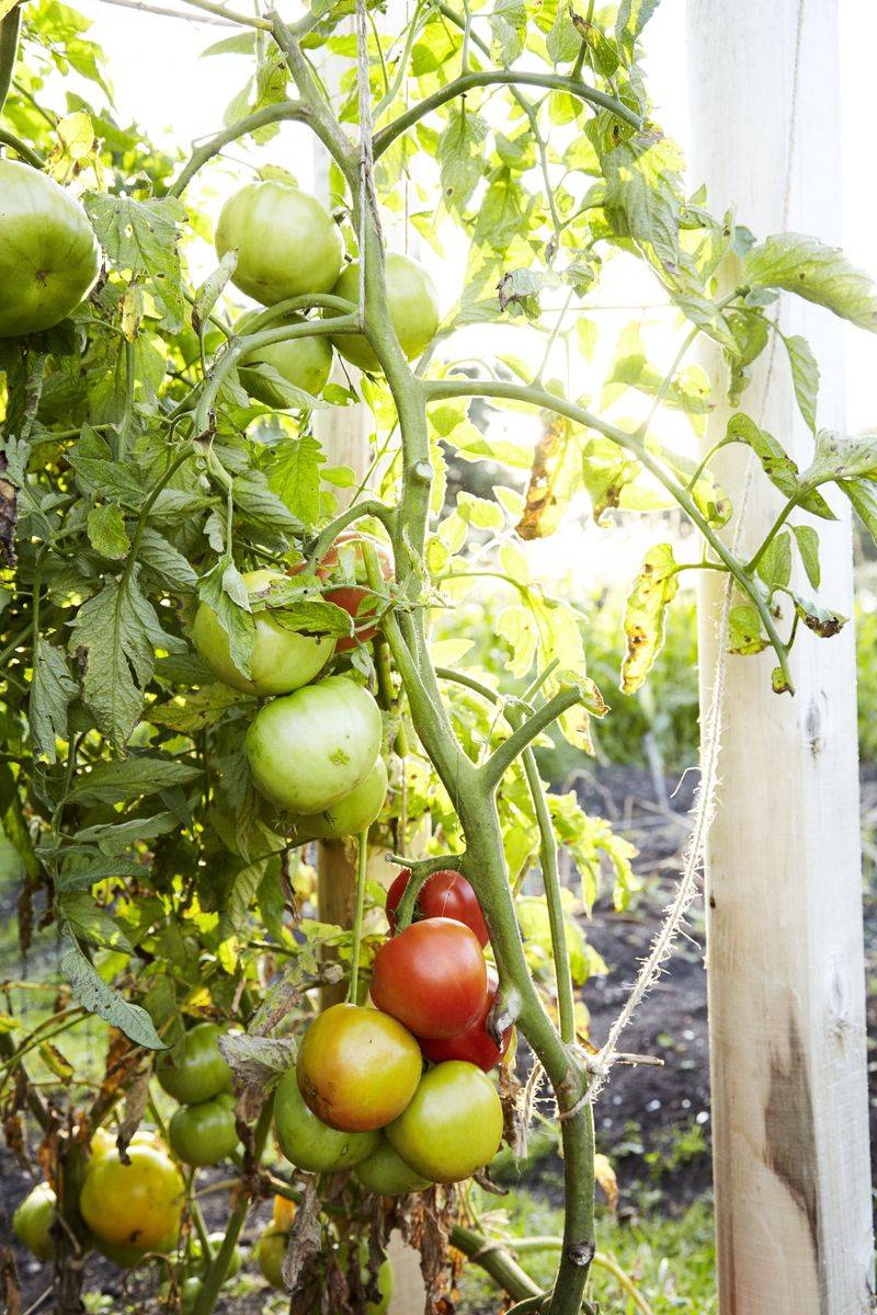 The Common Tomato Fertilizing Mistake Texas Gardeners Make