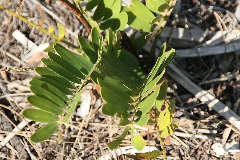 Coontie Grows Slowly And Pruning Makes It Worse