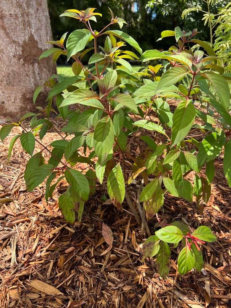 How Temperature Affects Bloom Timing