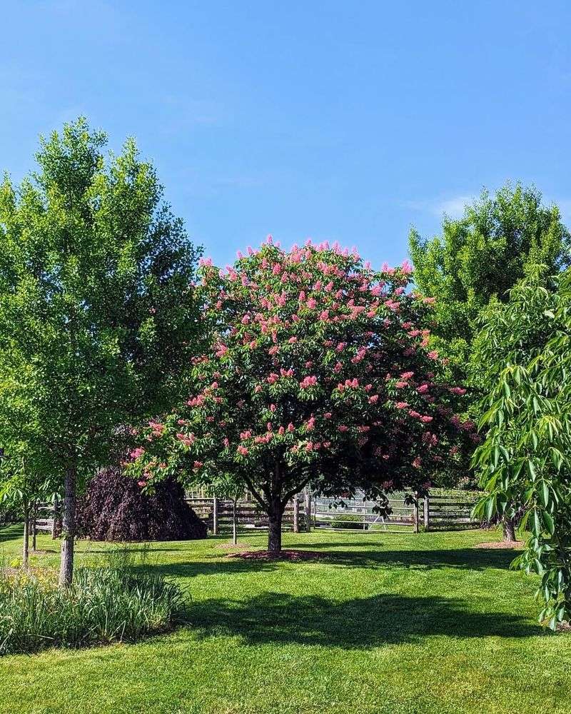 Natural Shade From Trees And Shrubs