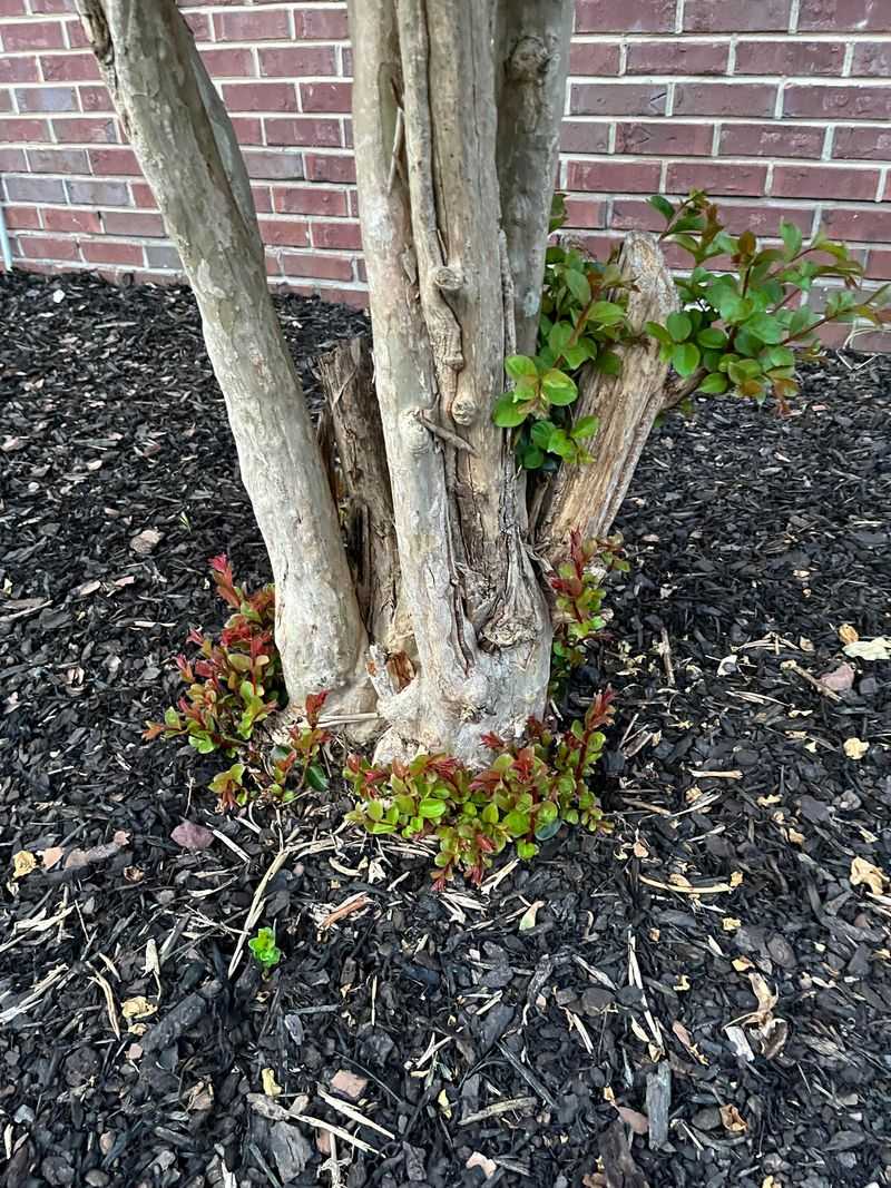 2. What Happens When Trees Are Topped Or Cut Back Too Hard