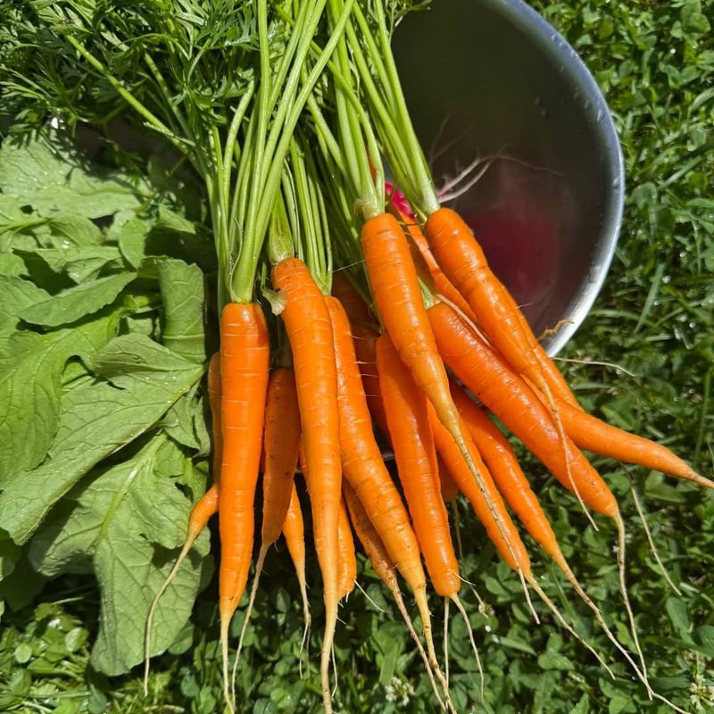 Carrots Get Sweeter When Left In The Ground